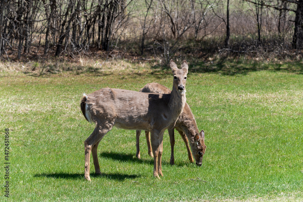 White-tailed Deer Feeding In An Urban Field In Spring In De Pere, Wisconsin