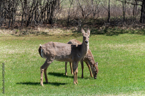 Obraz na płótnie White-tailed Deer Feeding In An Urban Field In Spring In De Pere, Wisconsin w salonie