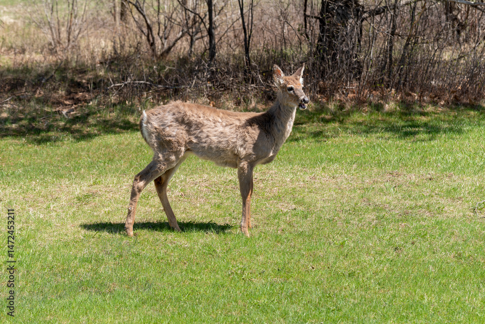 White-tailed Deer Feeding In An Urban Field In Spring In De Pere, Wisconsin
