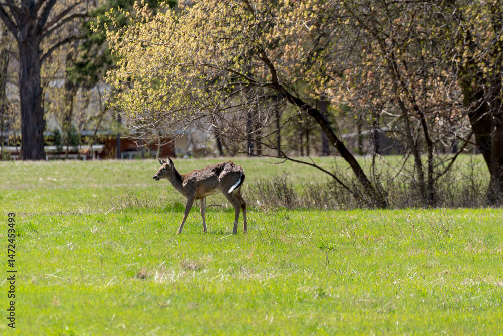 White-tailed Deer Feeding In An Urban Field In Spring In De Pere, Wisconsin