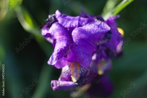 Vibrant purple iris flowers blooming in a lush garden during springtime