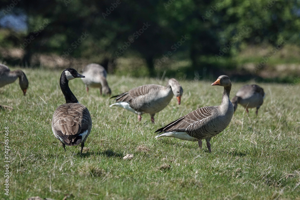 A Canada Goose (Branta canadensis) among Greylag Geese (Anser anser), in he United Kingdom A Canada Goose (Branta canadensis) among Greylag Geese (Anser anser), in he United Kingdom