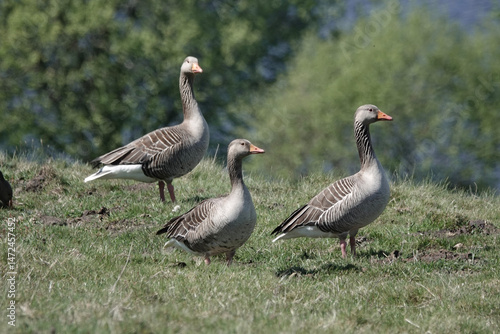 A trio of alert Greylag Geese (Anser anser)