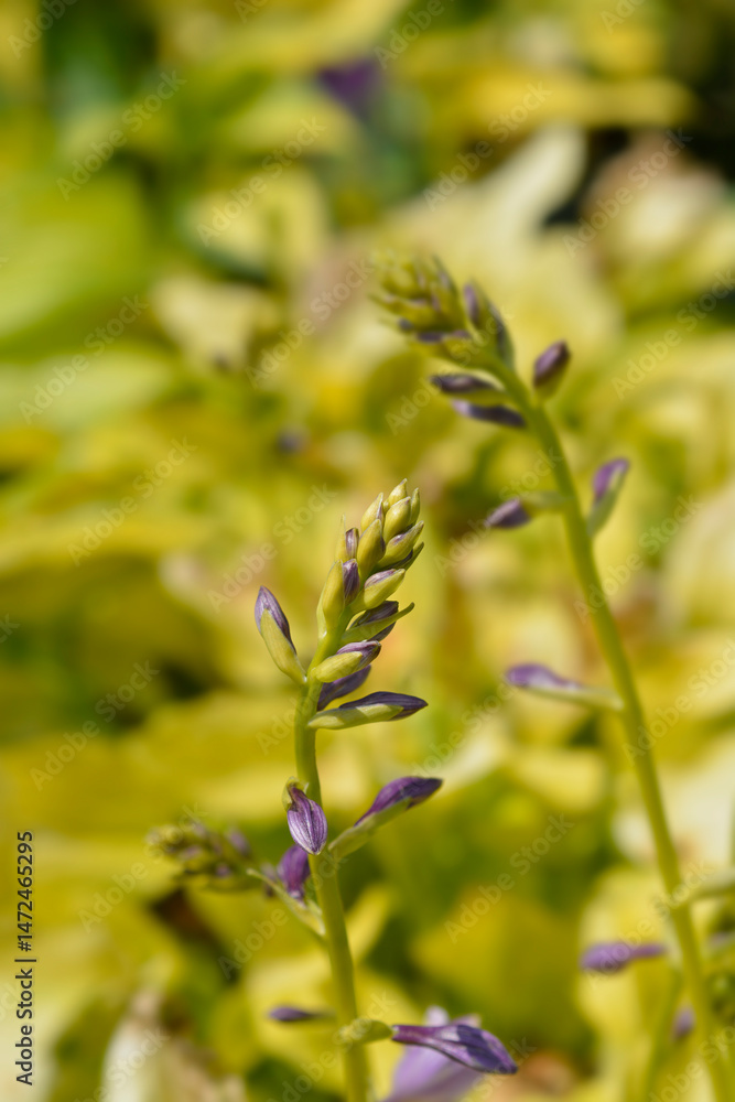 Plantain lily August Moon flower buds - Latin name - Hosta August Moon