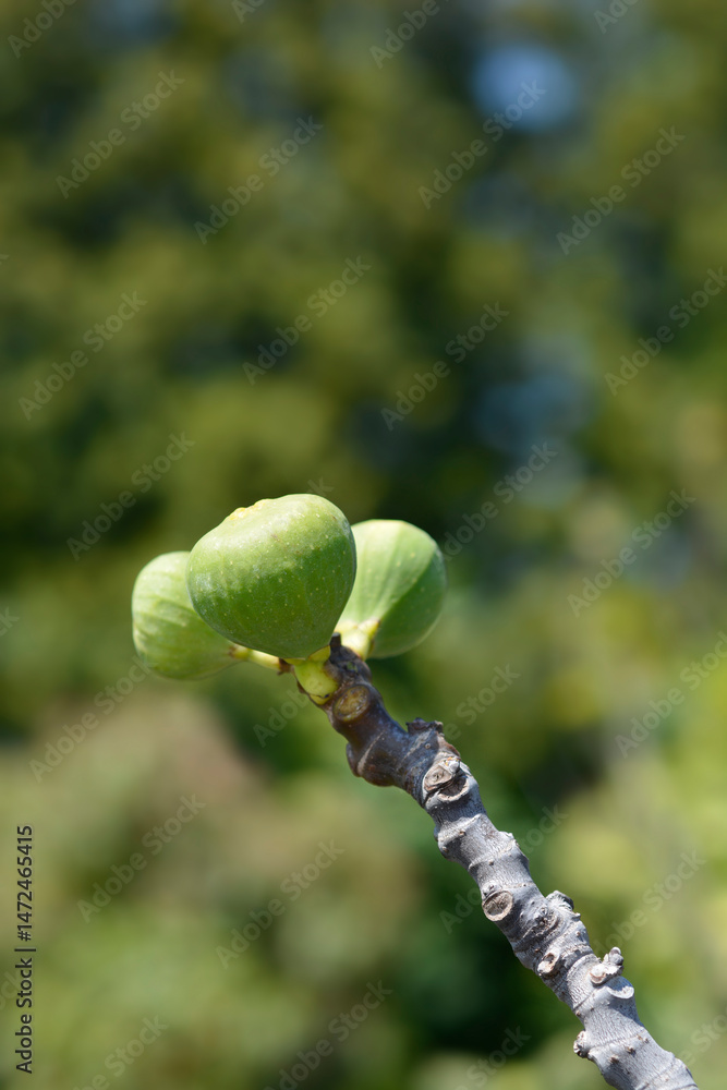 Common fig branch with immature fruit - Latin name - Ficus carica