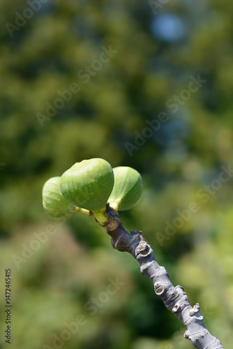 Obraz na płótnie Common fig branch with immature fruit - Latin name - Ficus carica w salonie
