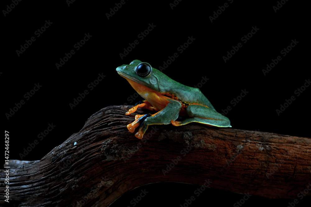 Obraz premium Rhacoporus reinwardtii, Flying tree frong on the branch