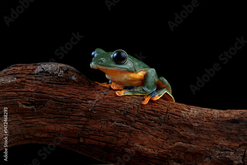 Rhacophorus reinwardtii, flying tree frog on the branch