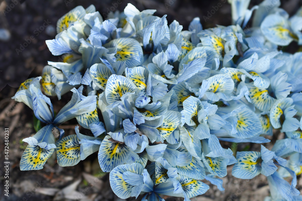 Dwarf iris flowers - Latin name - Iris reticulata Katherine Hodgkin