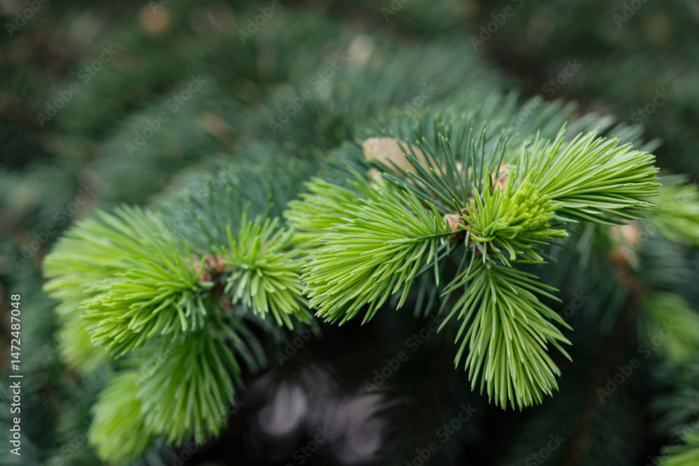 Fototapeta premium Spruce tree with new sprout at springtime