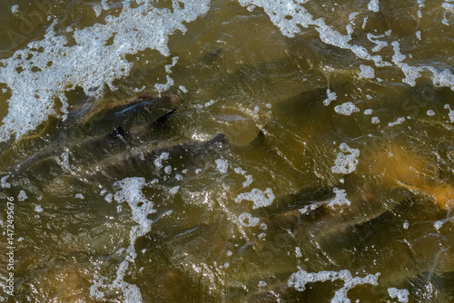 Obraz na płótnie Lake Sturgeon Spawning At The Fox River Dam And Rapids At De Pere, Wisconsin, In Spring w salonie