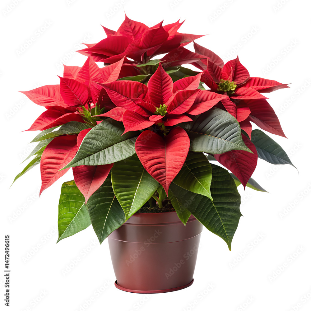 Fototapeta premium christmas cactus in a pot isolated on white background. Transparent PNG file available with high quality.