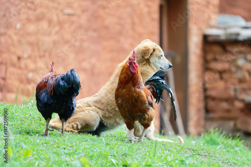 A dog in the chicken farm