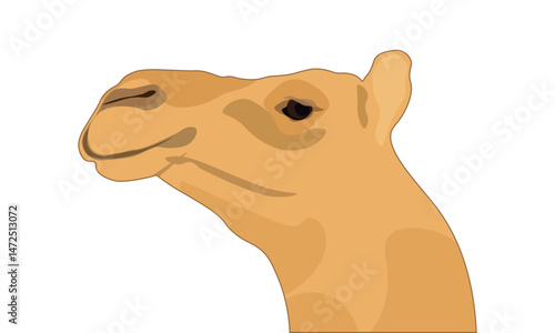 Camel's head profile, Camel Face Side View Illustration Vector Isolated on a White Background.