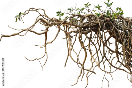 Jungle Twisted Roots Thick  isolated on a transparent background