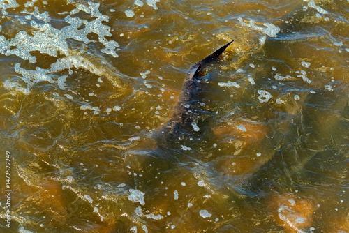Lake Sturgeon Spawning At The Fox River Dam And Rapids At De Pere, Wisconsin, In Spring