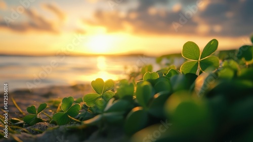 Clovers in the sunset