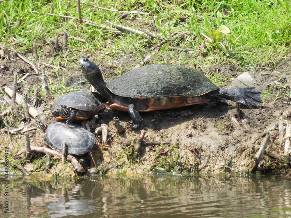 Fototapeta premium A group of aquatic turtles basking in the warmth of the sun. Summer season at Bombay Hook National Wildlife Refuge, Kent County, Delaware. 