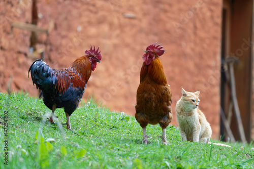 free range chicken and cat