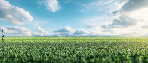 Green grass and bright sky