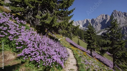 alpine trail