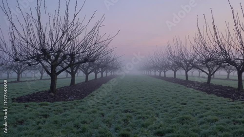misty orchard