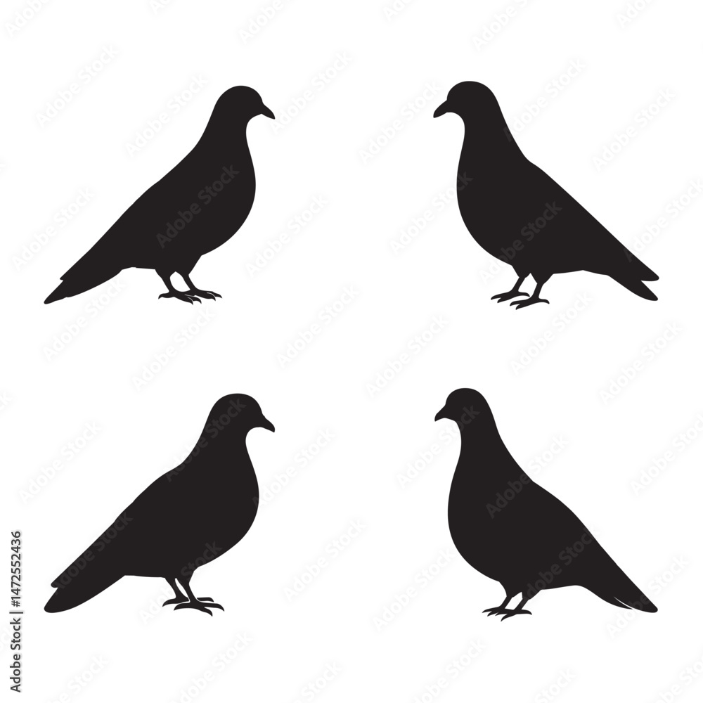 Urban Grace- Silhouetted Elegance of the City Pigeon Urban Grace- Silhouetted Elegance of the City Pigeon