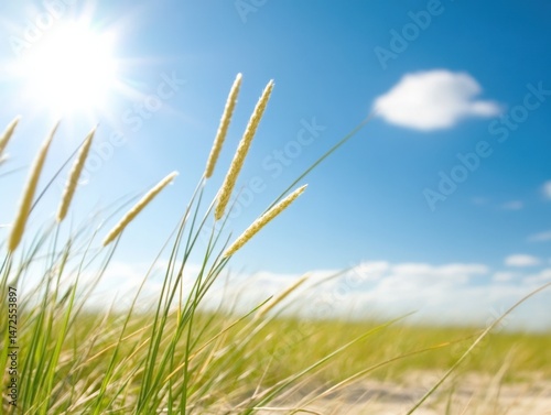Summer grass under sunny sky