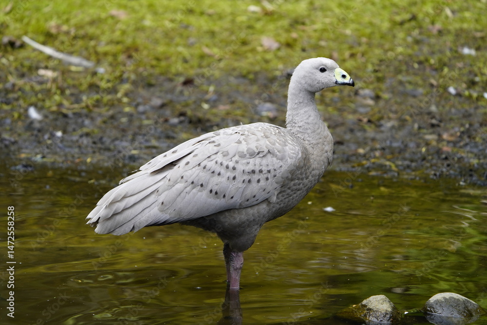 Obraz premium The Cape Barren goose (Cereopsis novaehollandiae), sometimes also known as the pig goose, is a species of goose endemic to southern Australia. Walsrode Bird Park, Germany. 
