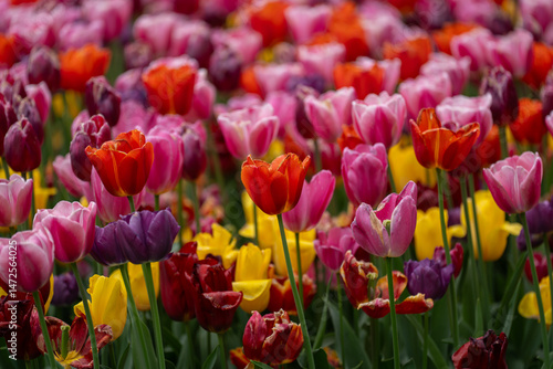 Colorful tulips in full bloom at Keukenhof Gardens, Netherlands, captured in spring 2025. A vivid scene of Dutch springtime beauty and floral diversity.