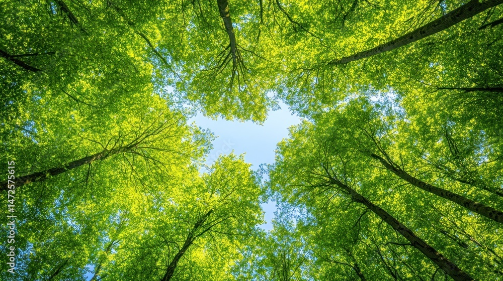 Fototapeta premium A Canopy of Green: Nature's Embrace Under a Summer Sky