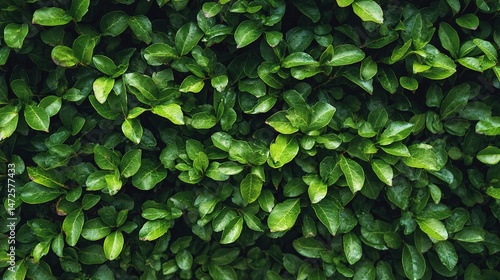 Wallpaper Mural Lush Green Leaves in an Ornamental Garden Wall Composition Torontodigital.ca