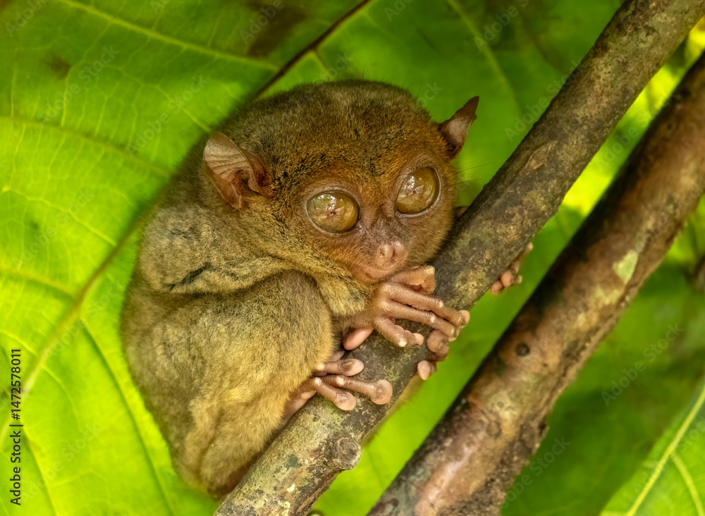 Fototapeta premium Tarsier monkey on tree in Philippines