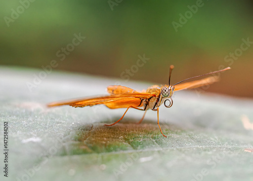 Konstfotografi Close up with a colourful butterfly resting on a plant