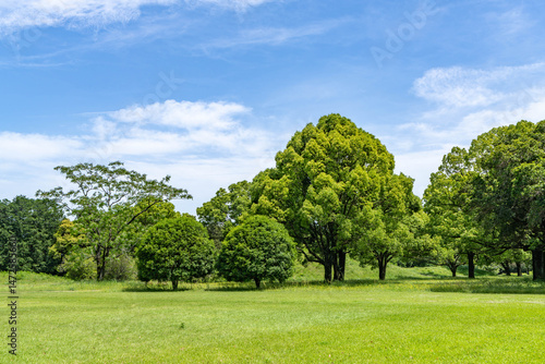 緑のある公園