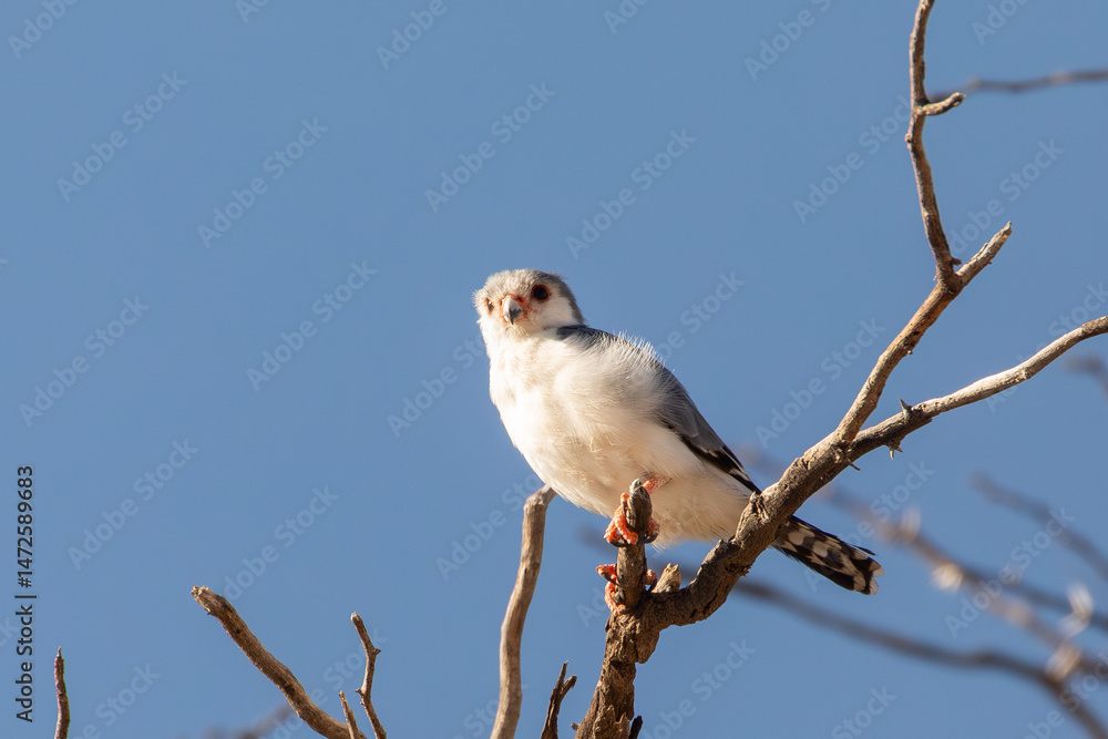 Male Pygmy Falcon (Polihierax semitorquatus), Africa's smallest raptor, Kgalagadi Transfrontier Park, Kalahari. perched in tree Male Pygmy Falcon (Polihierax semitorquatus), Africa's smallest raptor, Kgalagadi Transfrontier Park, Kalahari. perched in tree