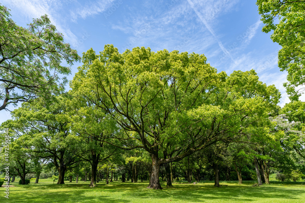 Obraz premium 緑のある公園