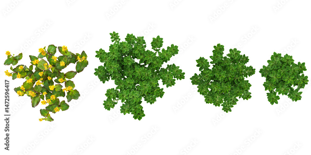 Fototapeta premium Collection of Limnophila aromatica,Rapeseed plants on transparent background from the top view