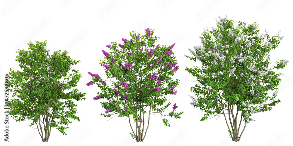 Obraz premium Collection of Common lilac,Syringa × persica plants on transparent background