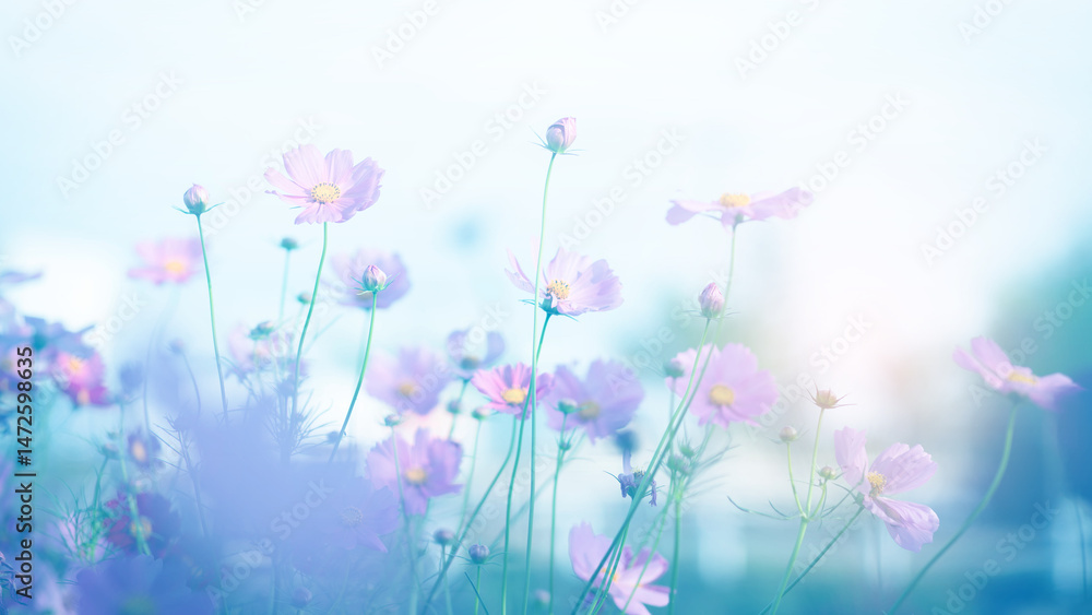 Obraz premium Cosmos flower blossom in garden.