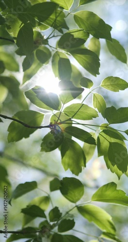 Green leaves on tree branches against a blue sky. Sun rays shine everywhere on young spring leaves.