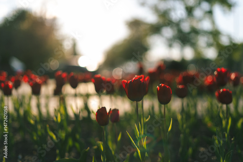 Roses in the sunlight