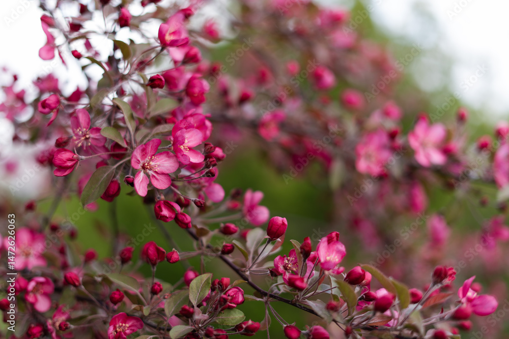 Beautiful apple blossoms Beautiful apple blossoms