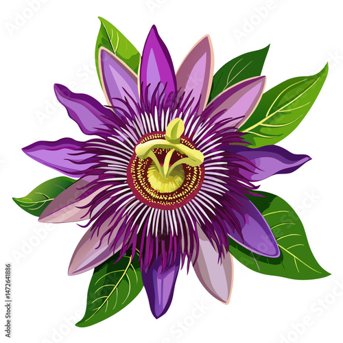 Vibrant Purple Passion Flower Blossom with Lush Green Leaves Isolated on White Background