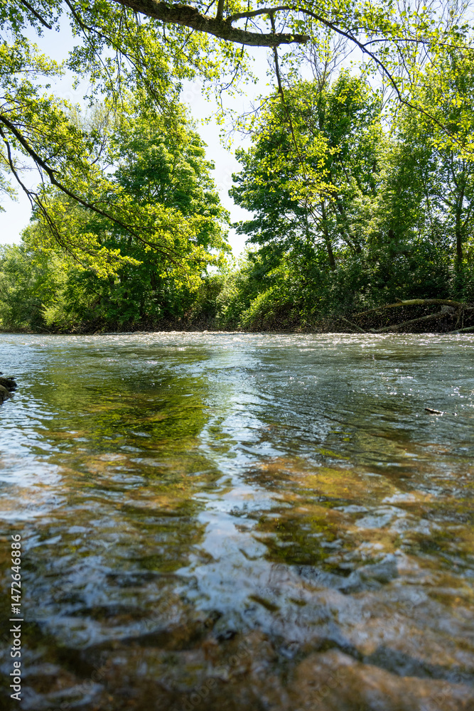 Obraz premium river in the forest