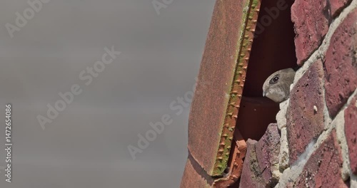 common swift pair leaving nest in close-up