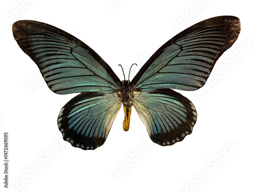 beautiful colorful bright multicolored tropical butterflies with wings spread and in flight isolated on transparent background