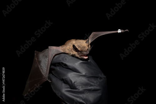 Big Brown bat captured during a mist net survey