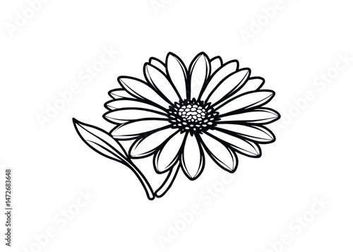 Silhouette of daisy flower isolated on a white background