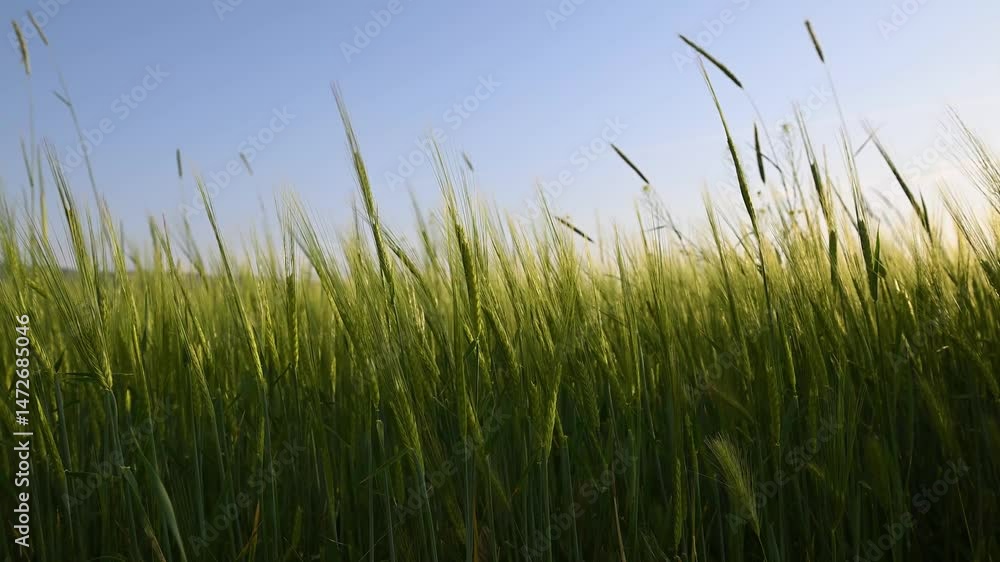 Wheat ears swaying in the wind in a wheat field in spring, sky in the background. Wheat ears swaying in the wind in a wheat field in spring, sky in the background.